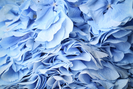 Beautiful blue flowers, closeupの写真素材