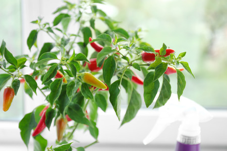 Chili pepper bush near window, closeupの写真素材