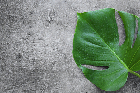 Monstera leaf on grey backgroundの写真素材