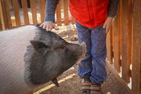 Little boy with pig in petting zooの写真素材