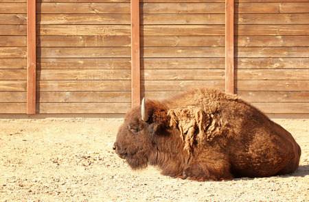 Big bison in zoological garden