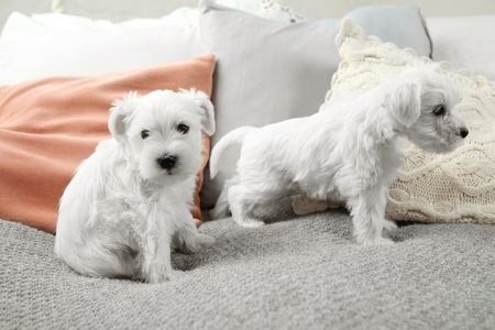 Cute puppies on bed at home
