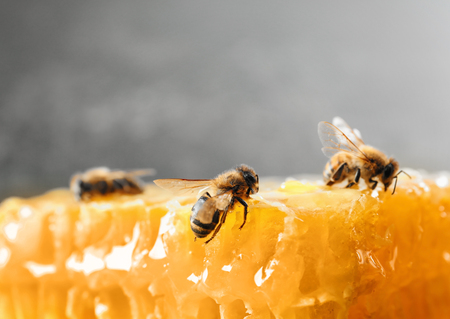 Bees on honeycomb, close upの写真素材