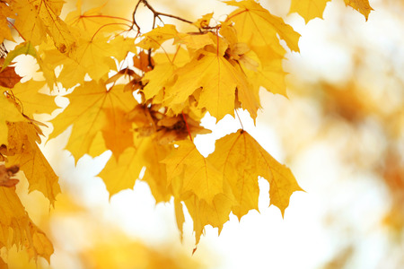 Tree branch with golden leaves in autumn park