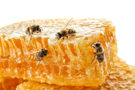 Honeycomb with bees on white backgroundの写真素材