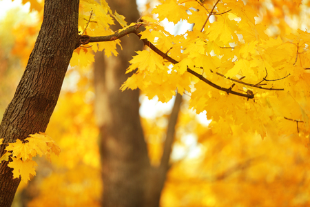Tree with golden leaves in autumn parkの写真素材