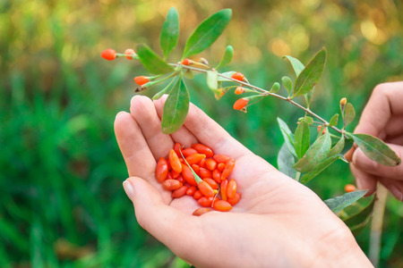 Woman holding fresh goji berries outdoorsの写真素材
