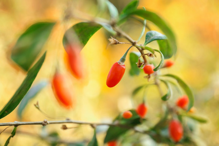 Ripe goji berries on bush, closeupの写真素材