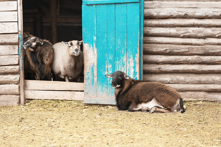 Cute sheep in farm yardの写真素材