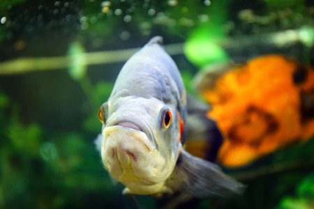 Freshwater fish in aquariumの写真素材