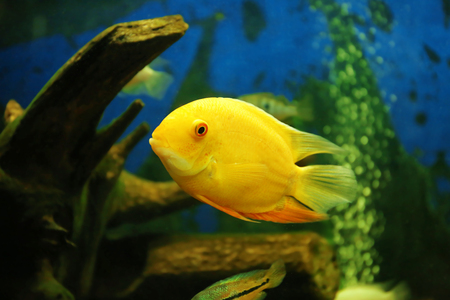Freshwater fish in aquarium