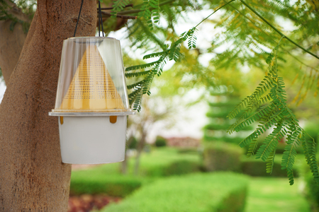 Insect trap hanging on tree in parkの写真素材