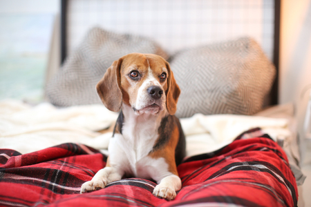 Cute beagle lying on bed indoorsの写真素材