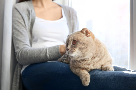 Young woman with cute pet cat sitting on windowsill at homeの写真素材
