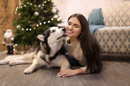 Young woman with cute Husky dog at home. Pet adoptionの写真素材