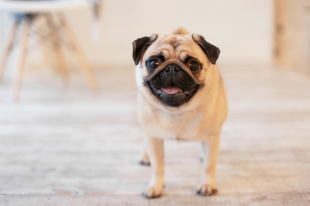 Cute pug dog on floor at homeの写真素材