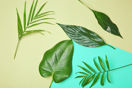 Tropical leaves on color background, flat layの写真素材