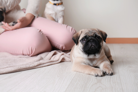 Woman with cute pug puppies sitting on floor at homeの写真素材
