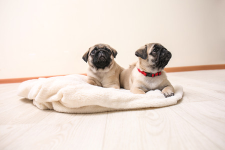 Cute pug puppies on plaid in light room