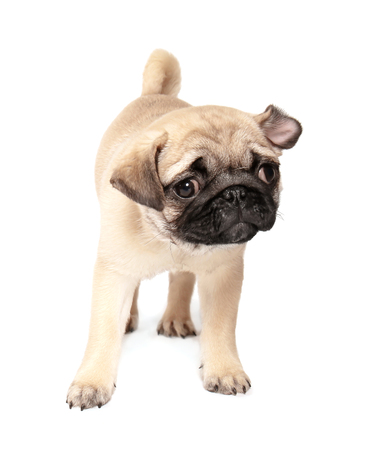 Cute pug puppy on white backgroundの写真素材