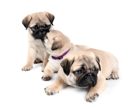 Cute pug puppies on white backgroundの写真素材