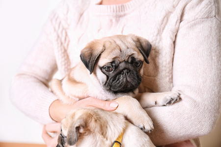Woman with cute pug puppies at home, closeupの写真素材