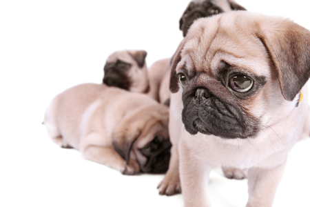 Cute pug puppies on white backgroundの写真素材