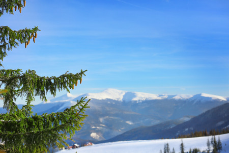 Fir tree at snowy resort on sunny winter dayの写真素材