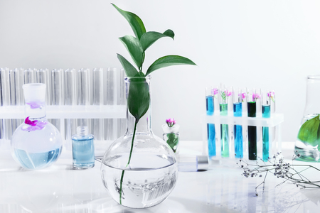 Glass flask with plant on table in laboratoryの写真素材
