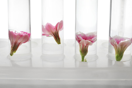 Test tubes with flowers in rack on white background, closeupの写真素材