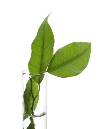Test tube with plant on white backgroundの写真素材