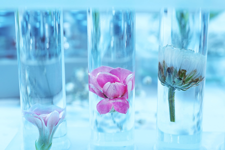 Test tubes with flowers in rack, closeupの写真素材