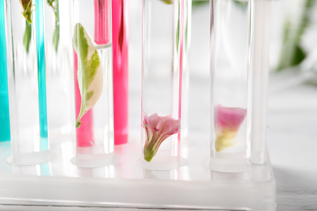 Test tubes with flowers and leaf in rack, closeupの写真素材