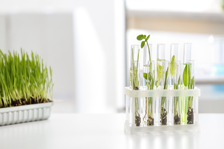 Test tubes with plants in holder on tableの写真素材