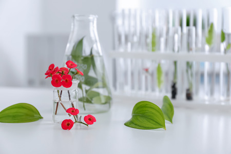 Glassware with plants on table