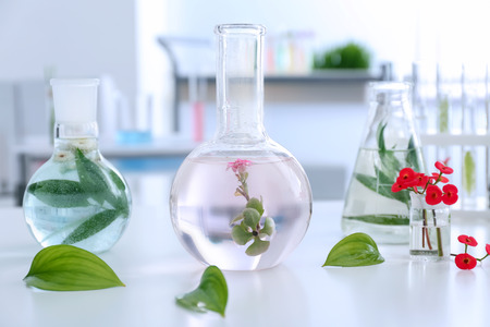 Glassware with plants on tableの写真素材