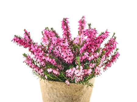 Beautiful plant in pot on white backgroundの写真素材