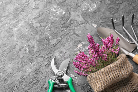 Bag with flowers and gardening tools on grey backgroundの写真素材