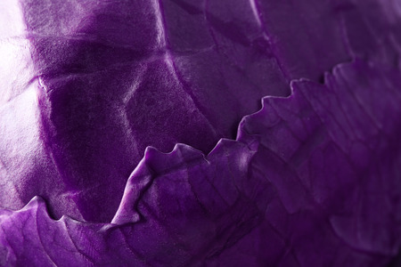 Closeup view of purple cabbageの写真素材