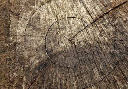 Tree trunk cross section, closeup