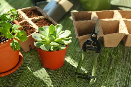 Plants in pots with pruner on wooden tableの写真素材