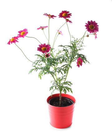 Pot with plant on white backgroundの写真素材