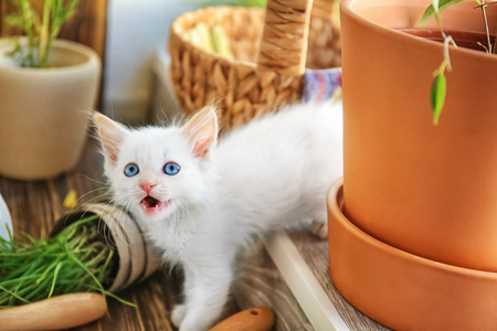 Funny kitten with houseplants indoorsの写真素材
