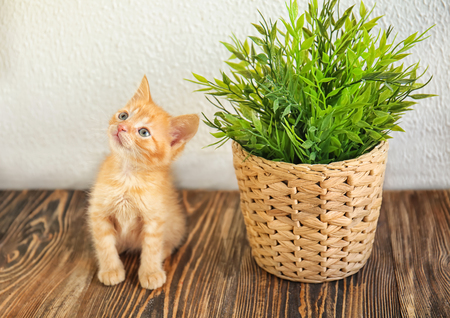 Funny kitten with houseplant indoorsの写真素材