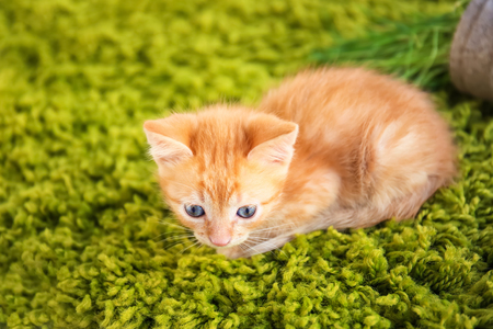 Funny kitten lying on green carpet indoorsの写真素材