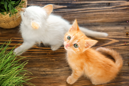 Funny kittens with houseplants indoorsの写真素材