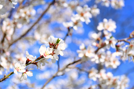 Branch of blossoming fruit tree on blurred background