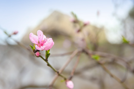 Branch with blooming flower on blurred backgroundの写真素材