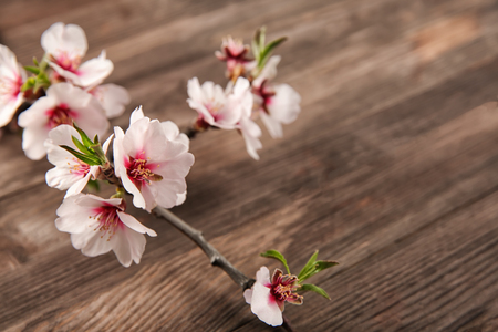 Beautiful blossoming branch on wooden backgroundの写真素材