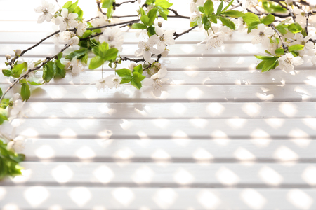 Beautiful blossoming branches on white wooden backgroundの写真素材